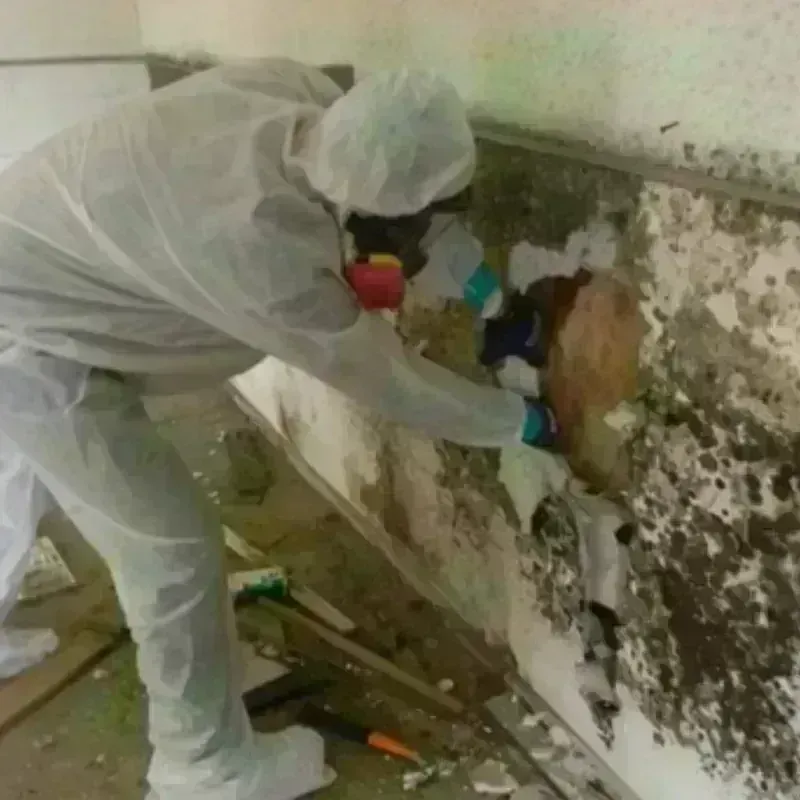 Mold Remediation and Removal in New Paris, OH